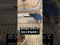 インコが寝転がる瞬間！！#インコまるけ #shorts #セキセイインコ