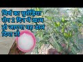 मिर्च के पौधे पर मुरोड़िया | leaf Curl | रोग में यह जरूर डालें | best fertilizer for chilli plant