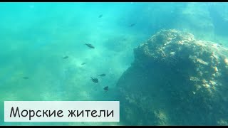 Подводный мир. Тирренское море. Пляж Виндичио. Формия. Италия. Купаемся