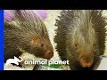 How To Make Two African Crested Porcupines Feel At Home | The Zoo