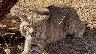 How to trap a bobcat using a foothold and cubby
