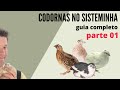 Criação de Codornas - Sisteminha -  Guia Completo / parte 02