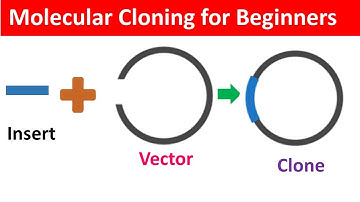 Molecular Cloning for Beginners: Definition, Workflow and Application