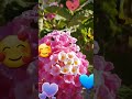 Bellas Flores #amor #relax #adventure #mountains #fyp #travel #foryou