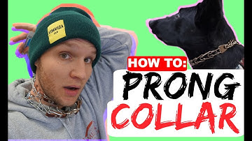 How to properly fit a prong collar - Sizing and position of the prong collar - Dog Training Collars