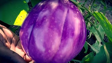 SPC-EU IKSA Project (Sugar Projects): NUTRIENT DEFICIENCY