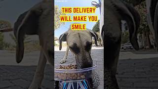 This Delivery Will Make You Smile! #dog #shorts