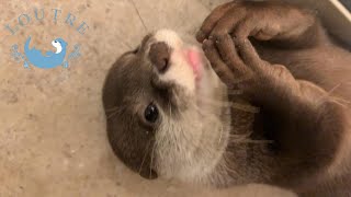 【双子のカワウソ】おだしの歯みがき　Otter　Odashi cleans her teeth well