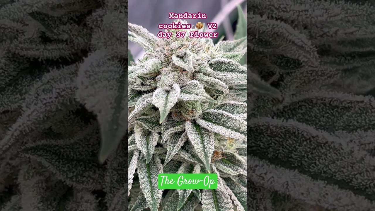 Mandarin Cookies V2 photo period Does this look like a heart to you? 