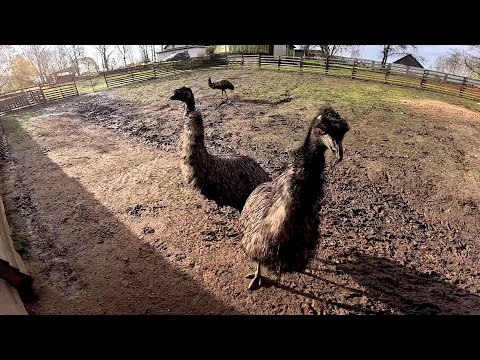 Не знаю как правильно сделать ... ! Корумушка для овец ! ХУТОР В ЛЕСУ №865