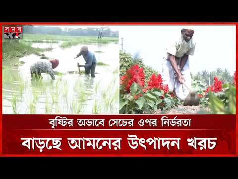 বৃষ্টি-জ্বালানি সংকটে আমন চাষ, বিকল্প সেচে কৃষক | Aman Cultivation | Somoy TV