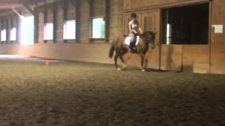 Tillie dressage lesson 7-3-15 more trot