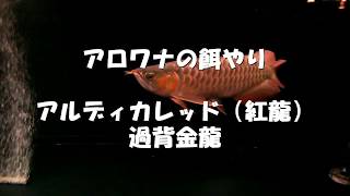 アロワナの餌やり 冷凍どじょう 川エビ アフリカツメガエル カーニバル アルディカレッド(紅龍) 過背金龍 スポッテッドガー アロワナ飼育 arowana アルディ 検索動画1 アロワナの餌やり 冷凍どじょう 川エビ アフリカツメガエル カーニバル アルディカレッド(紅龍) 過背金龍 スポッテッドガー アロワナ飼育 arowana アルディ 検索動画 1