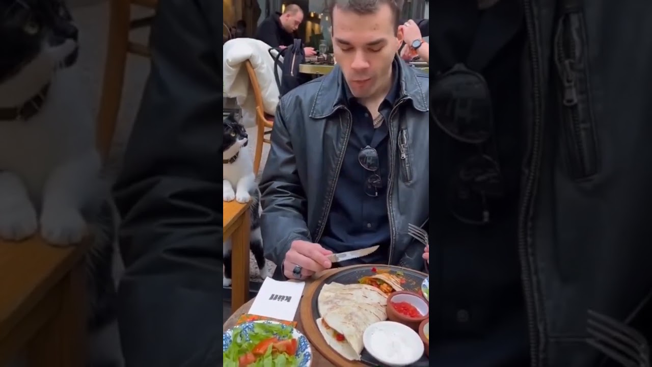 InstaCats: Istanbul Street Prowlers 🐱🐱