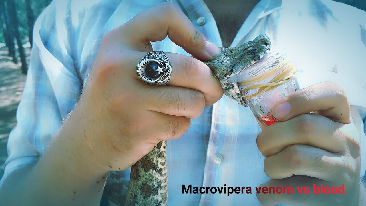 Yılan Zehri ve Kan Snake Venom vs Blood, Yılan zehri kanı ne hale