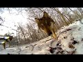 360º Wolf Takeover