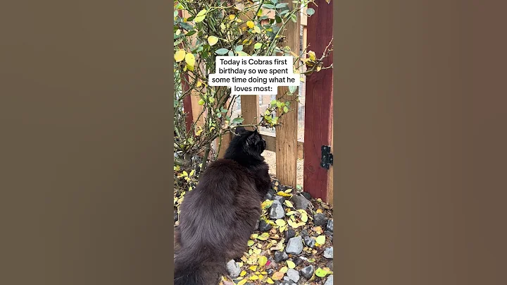 Video 8065961: happy maine coon, sweet maine coon, mainecoon