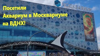 213. Аквариум в Москвариуме на ВДНХ. Подводная флора и фауна морей и океанов со всех уголков планеты