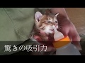飲み過ぎ!子猫にミルクを飲ませてたらお腹がはち切れんばかりに!