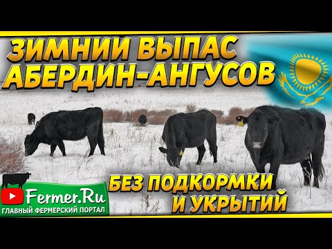 Как содержат более 7000 Ангусов зимой в Казахстане? Холодный метод содержания КРС. Бычки. Телята.