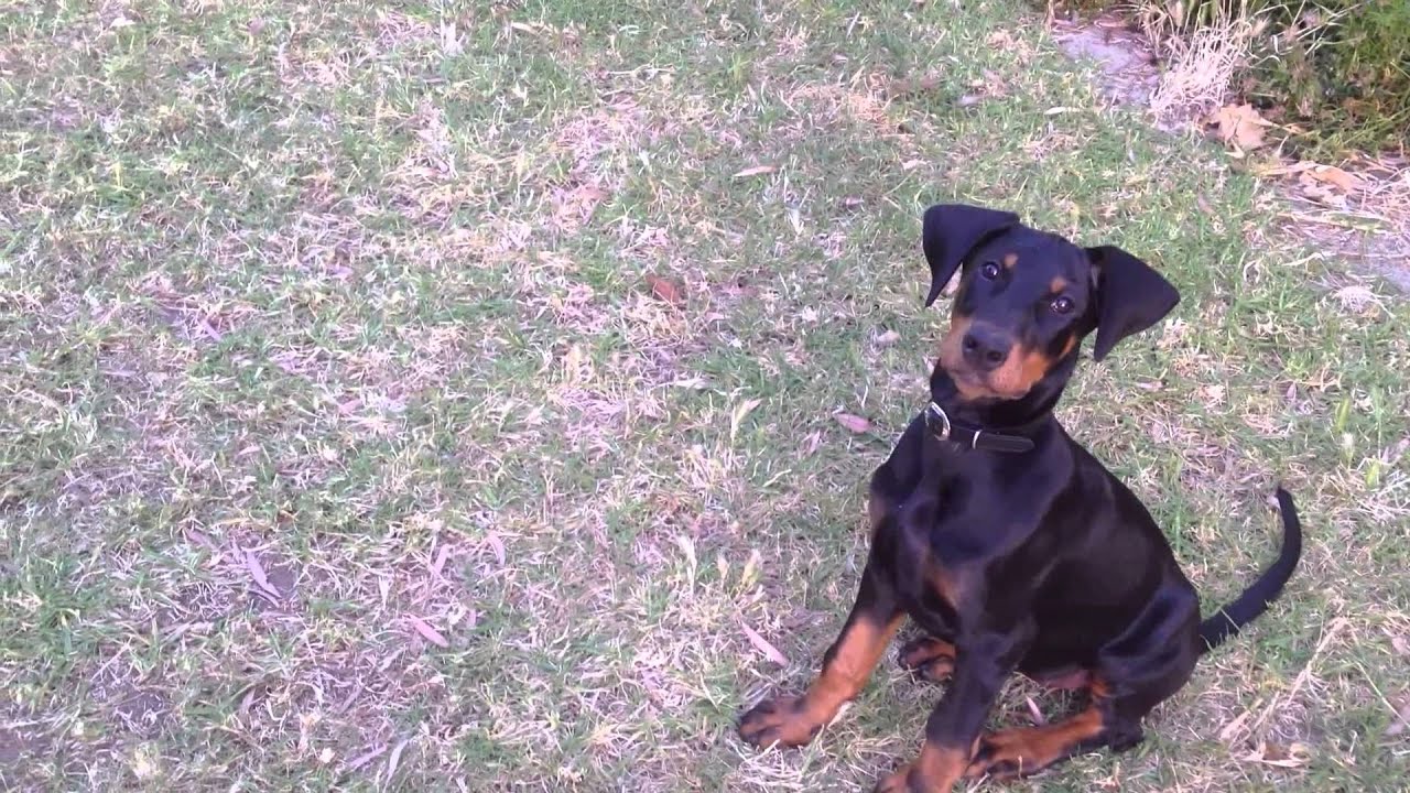 doberman 10 weeks old