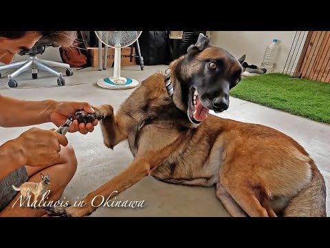 黒爪を切る!大型犬マリノアの爪切り。爪切り長さは毎回迷う。