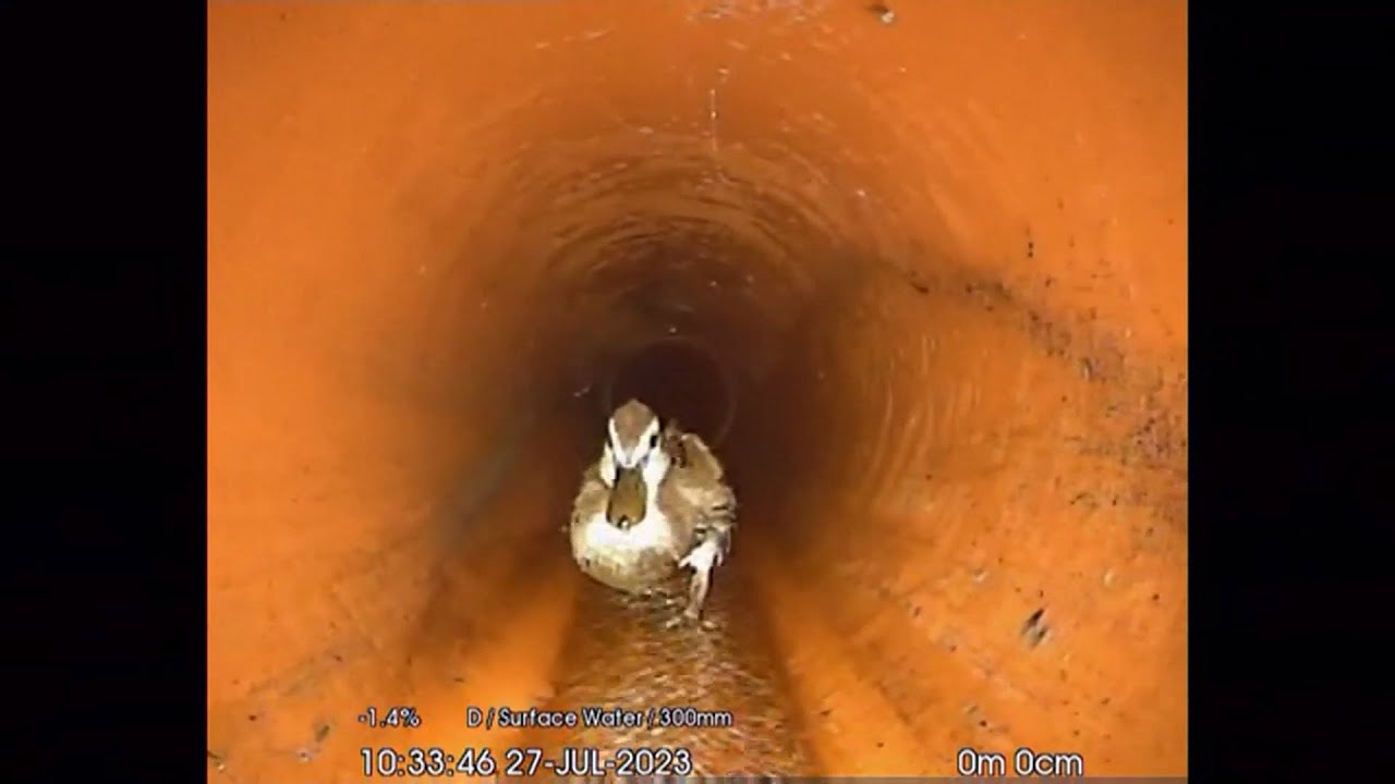 Lone duck found in Bristol water pipe found by engineers and wait for