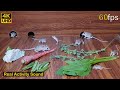 Cat tv cute baby mice hide  seek through jerry hole in wide view for cats to watch 4k u8 hour