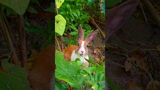 #rabbit #cute #mybunny #bunny #animals #mycuterabbit #cuteanimals @Rabbitupdatetop1