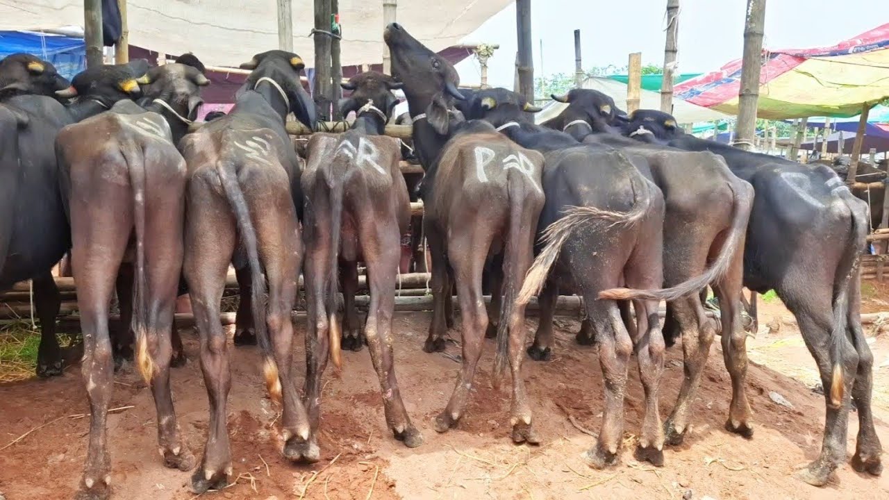 ৮/৯/২৫/শুকনো জেল খাটা হাড্ডি মহিষের আমদানি দেখে চোখ কপালে উঠে যাবে,এতটা পরিমান আমদানি হয়েছে রাজশাহী
