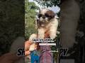 Shihtzu available #shihtzupuppy #shorts #pets #doglove #cute #love #mumbai #mumbaikar #ytshorts #yt