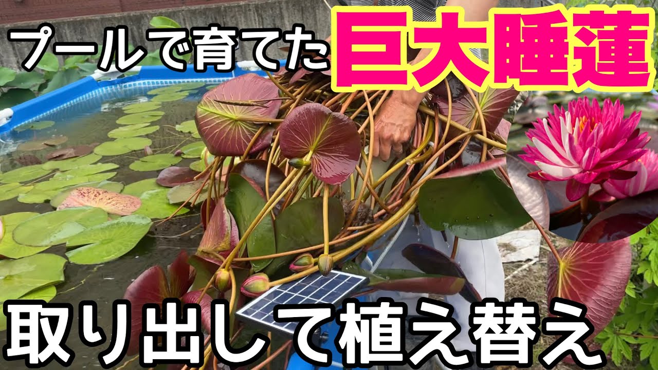 Shocking! When I took out the giant water lily I had grown in the