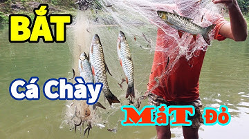 Thả Lưới, Quăng Chài Bắt Cá Chày Mắt Đỏ I Suối Đang vlog