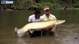 Mancing di Sungai Amazon dapat ikan MONSTER (ARAPAIMA)