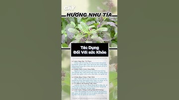 Tác Dụng Thần Kỳ Của Cây Hương Nhu Tía - Bài Thuốc Thiên Nhiên.#shorts #thaoduoc#health