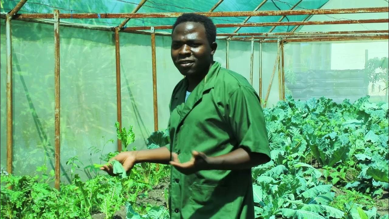 HOW SHED NETS CAN BE USED TO HELP INCREASE vegetable PRODUCTION WHILE