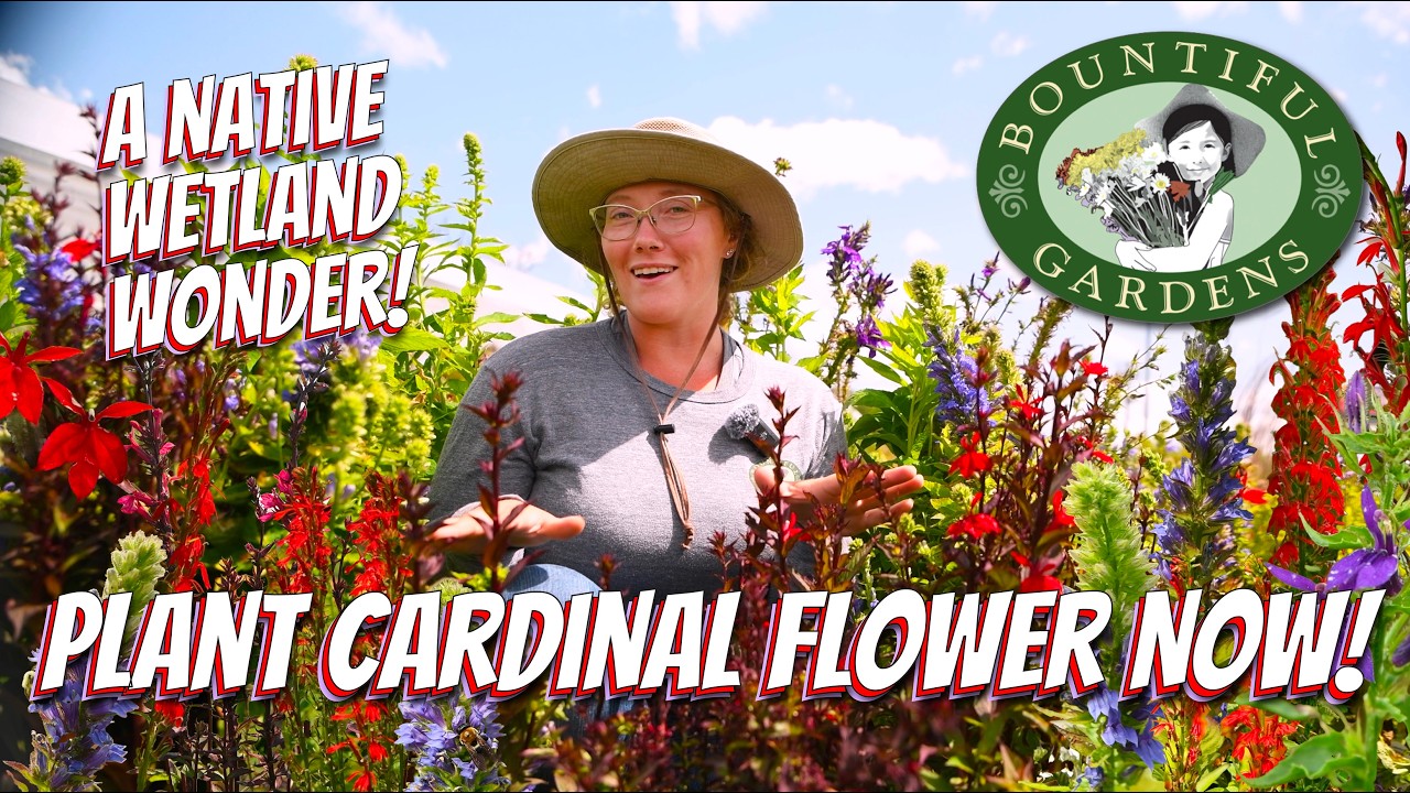 Why Your Garden NEEDS Cardinal Flower (Lobelia) 🌿 A Native Hummingbird Magnet for Wet Spots!💧