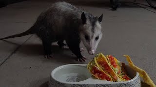 Possum Eats Taco Bell Crunchy Taco Supreme