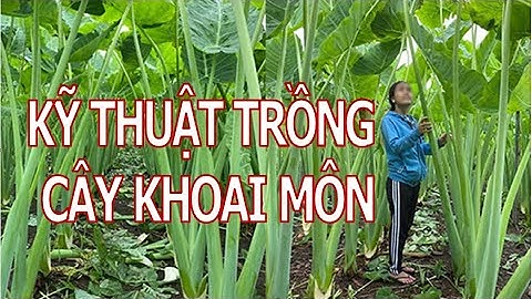 KỸ THUẬT TRỒNG CÂY KHOAI MÔN