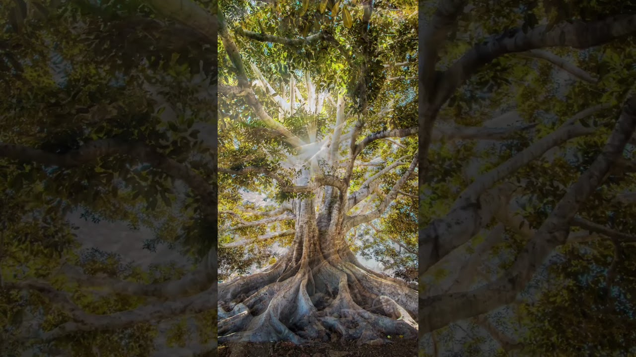 Thoughts & Testimony- FAITH AS A MUSTARD SEED