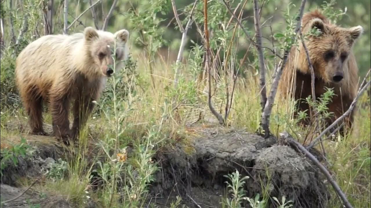 Grizzly Bears in Gates of the Arctic Alaska YouTube