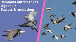 Comment entraîner vos pigeons ? Secrets & révélations