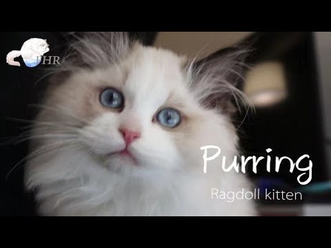 Ragdoll kitten purring ASMR(?) | no music | close up in HD - YouTube