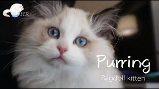 Ragdoll kitten purring ASMR(?) | no music | close up in HD by Ragdoll FHR 5,360 views 4 years ago 1 minute, 50 seconds