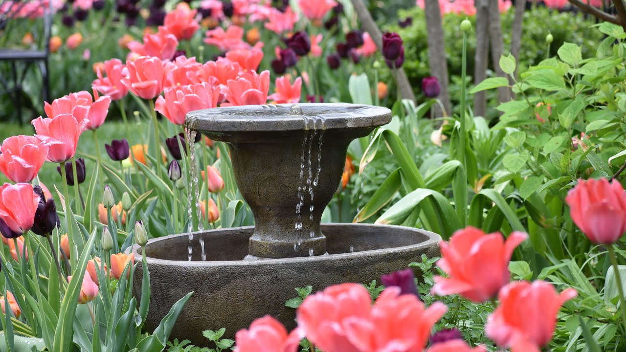 Peaceful Spring Garden Tour, Tulip Tour 2025, Garden Meditation, Northlawn Flower Farm and Gardens