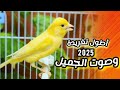 اقوى تغريد كناري رهيب لتجهيز الكناري الأكتر طلبآ 2025 اقوى تغريد كناري رهيب لتجهيز الكناري الأكتر طلبآ 2025