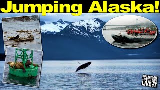 SHIP LIFE: Zodiac Speed Boat & Finn Island Lodge | Whale, Seal & Otter Tour | Cruise Adventures