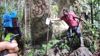 HARI KE 3 MIKAT CUCAK IJO DI HUTAN SOSOPAN NAIK PUNCAK PALING TINGGI BURUNG PIKAT HAMPIR KALAH #3