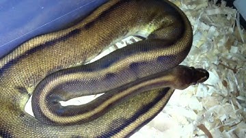 Ball Python Collection