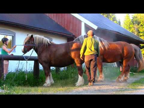 Video: Arkliai: Veisimas